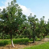 Na kojoj udaljenosti treba saditi voćke?